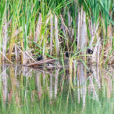 Hotell Gura Portitei 3*