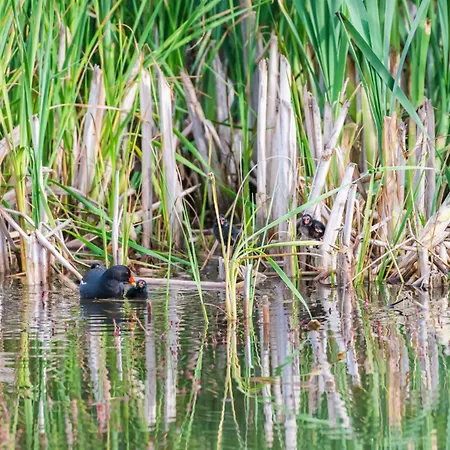 Gura Portitei Hotell