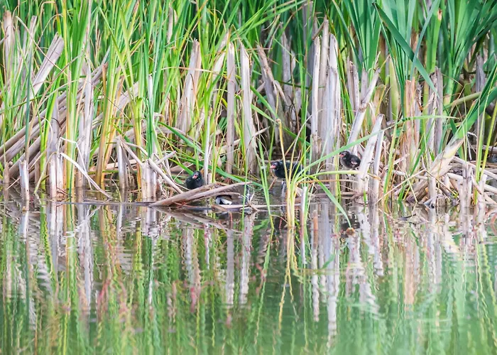 Hotel Gura Portitei 3*